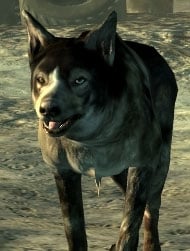 Dogmeat the Dog