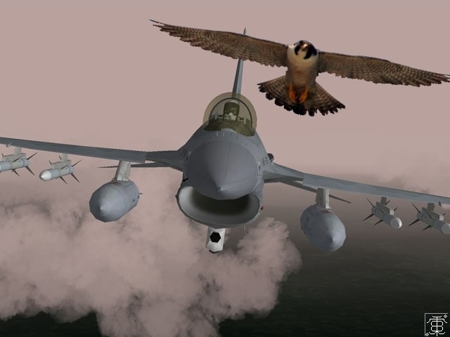 The falcon and falcon flying