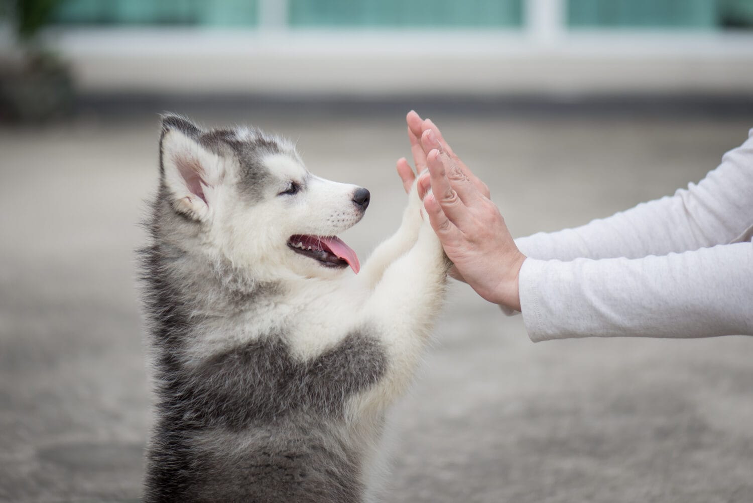 Give me five -Puppy pressing his paw against a Girl hand